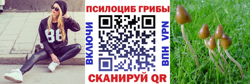 где купить наркоту  гидра ССЫЛКА  Галлюциногенные грибы Psilocybine cubensis  Владивосток 