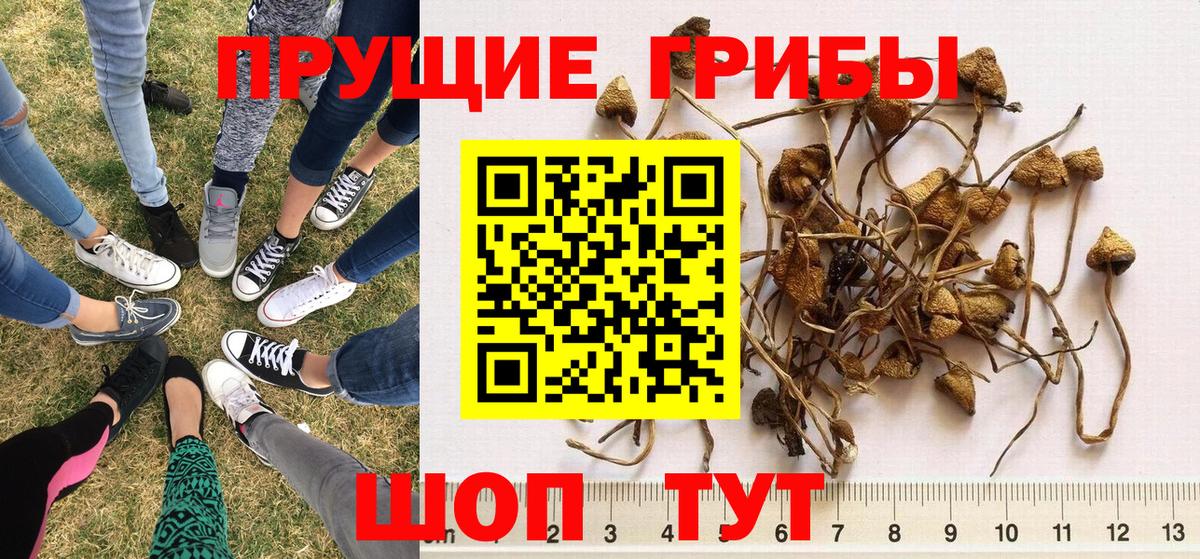 Псилоцибиновые грибы Cubensis  Вход с VPN  Владивосток 